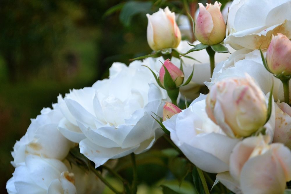 Photograph by Марина Стародуб