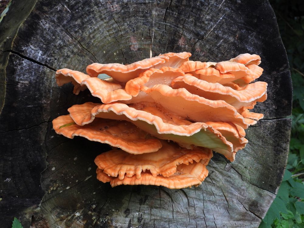 Photograph by Владимир Джерихов