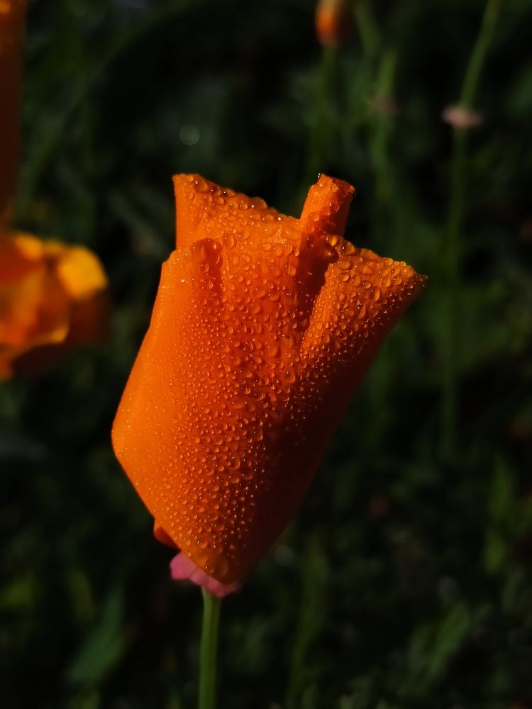 Photograph by Мария Культикова