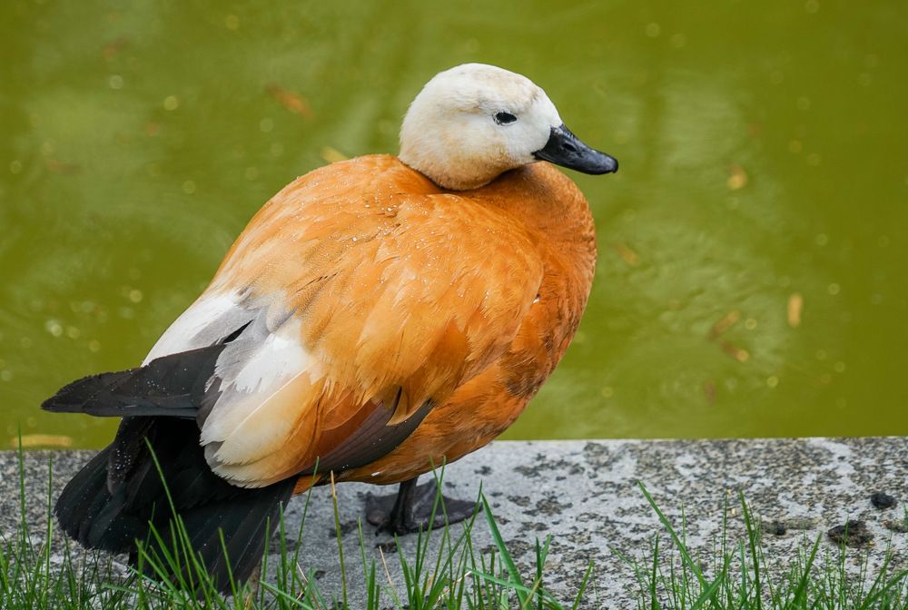 Photograph by Галина Бехметьева