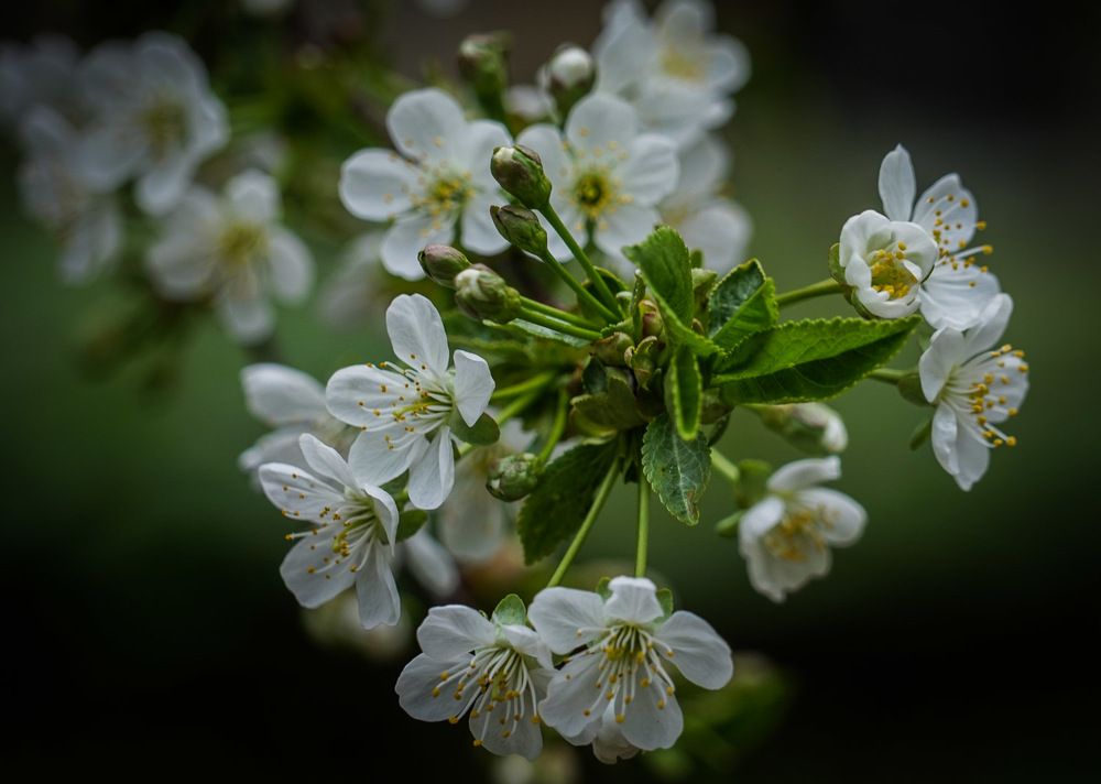 Photograph by Галина Бехметьева