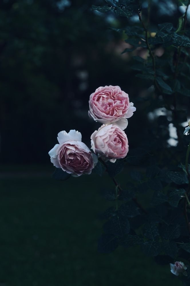 Photograph by Natalya Царева