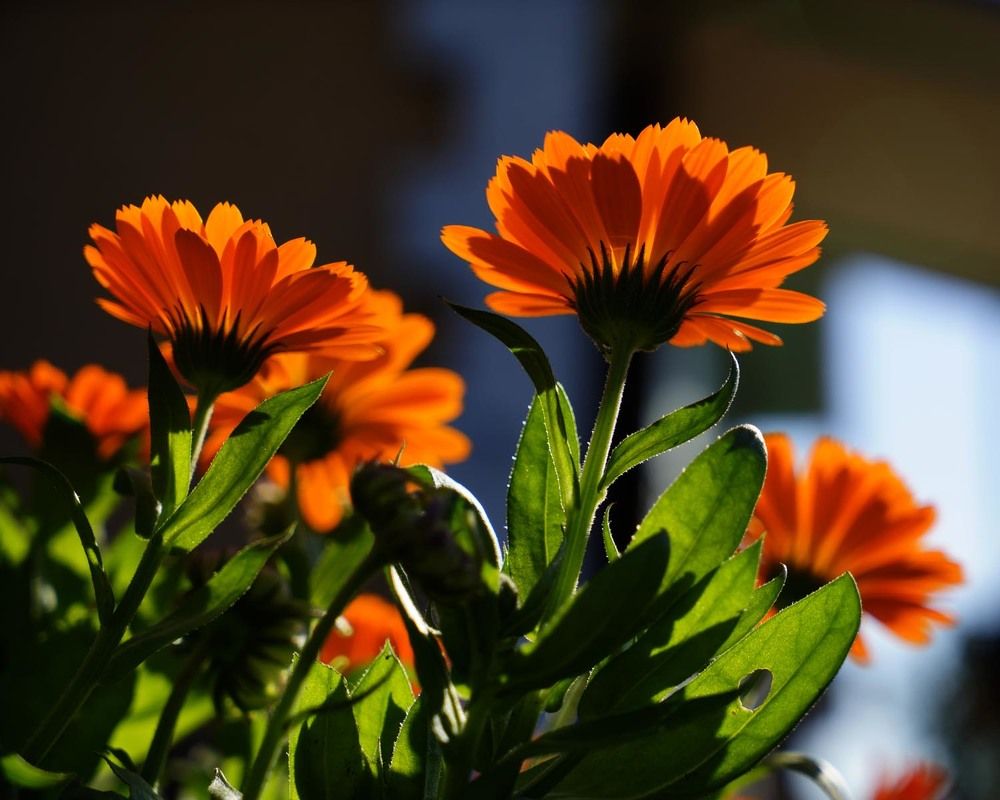 Фотография автора Татьяна Добровольская