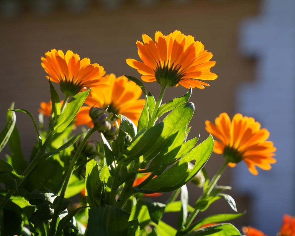 Фотография автора Татьяна Добровольская