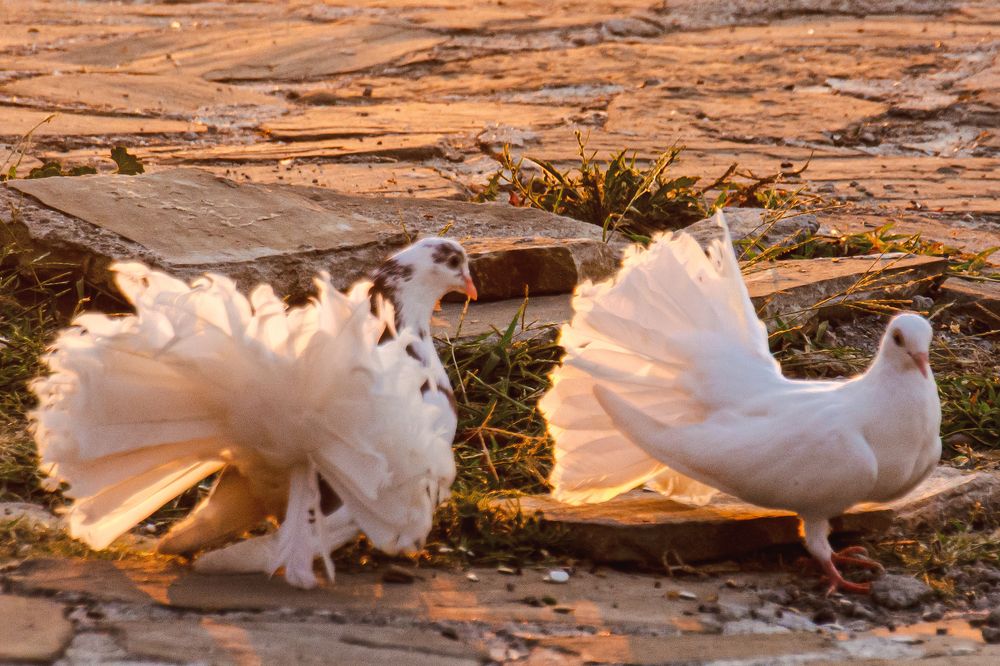 Пара павлиньих