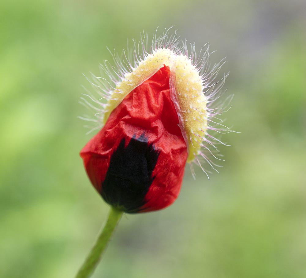 Photograph by Elena Lopatina