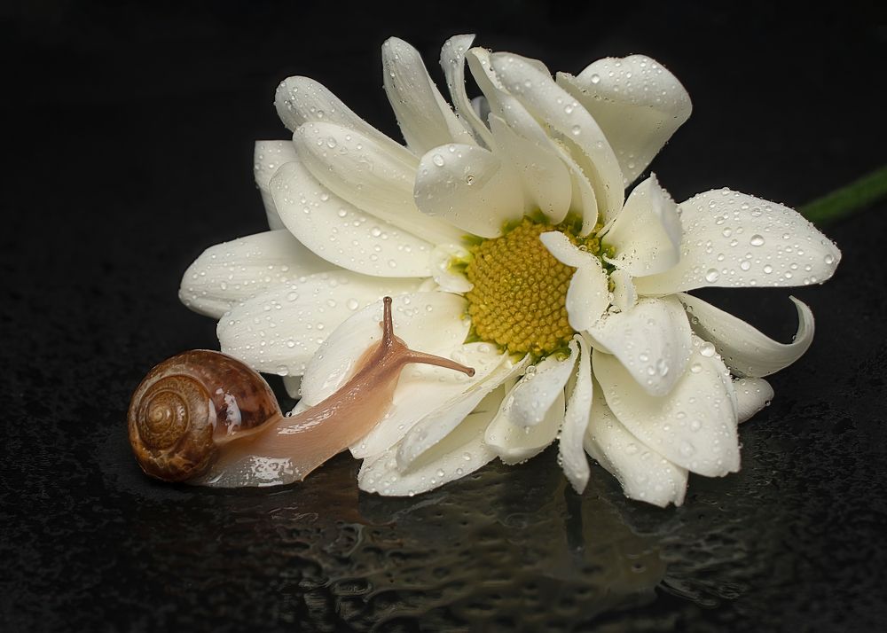 Photograph by Людмила Железнова