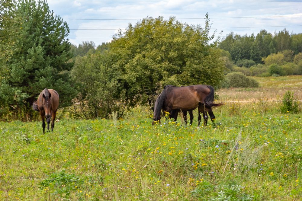 Конная ферма