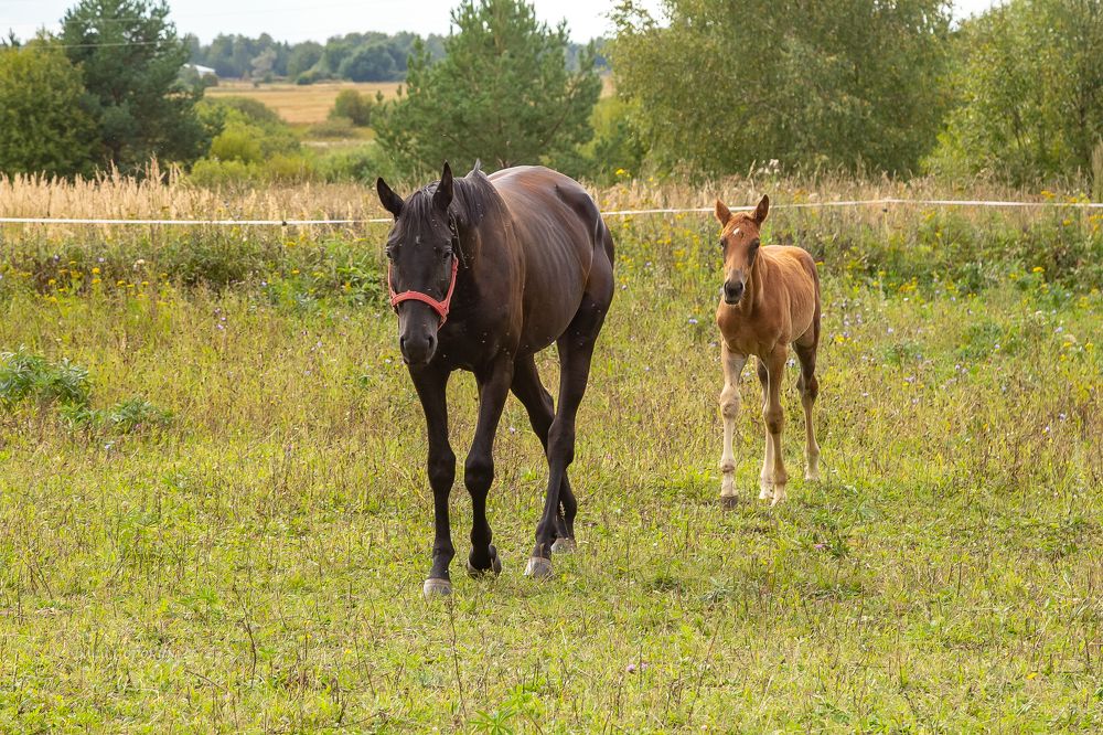Конная ферма