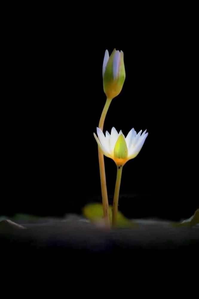 Photograph by Edi Hidayat