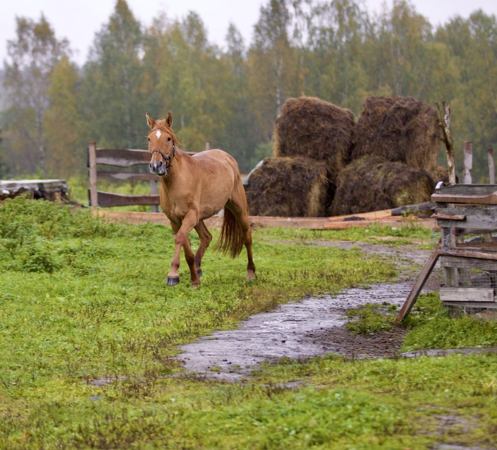 Photograph by Елена Ковалева