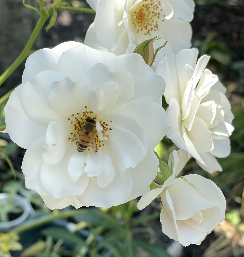 Photograph by Татьяна