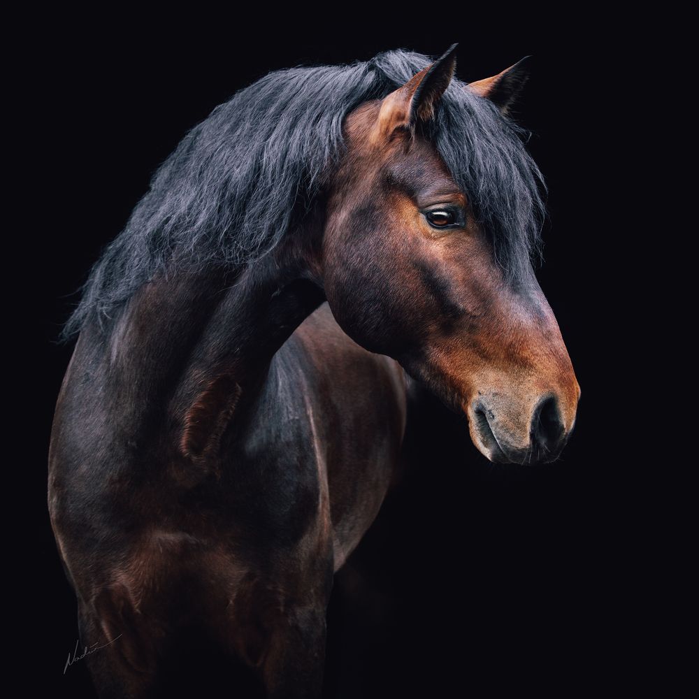 Фотография автора Nadina Ironia