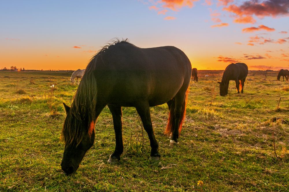 Photograph by Nikolai Barchan