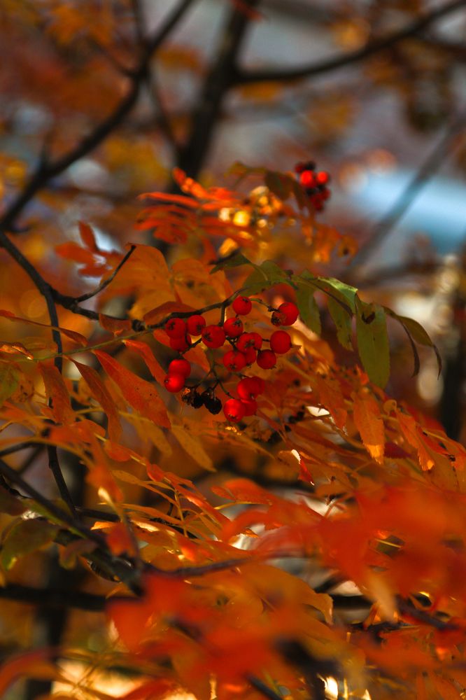 Фотография автора Елена Разина