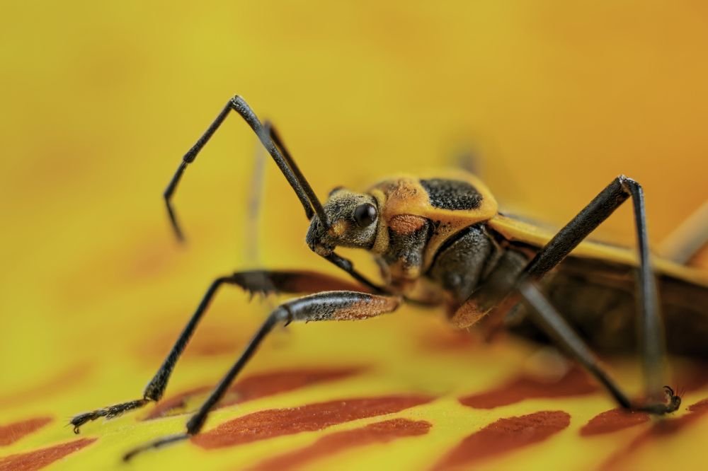 Willi & Golden Lucifer