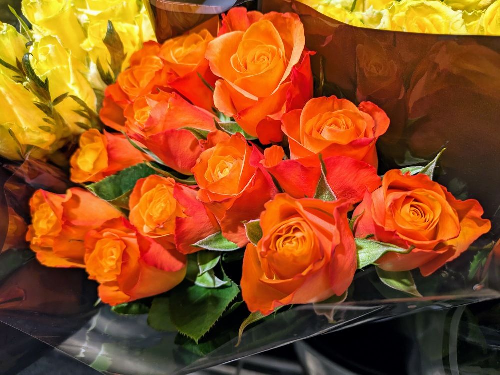 Orange Roses