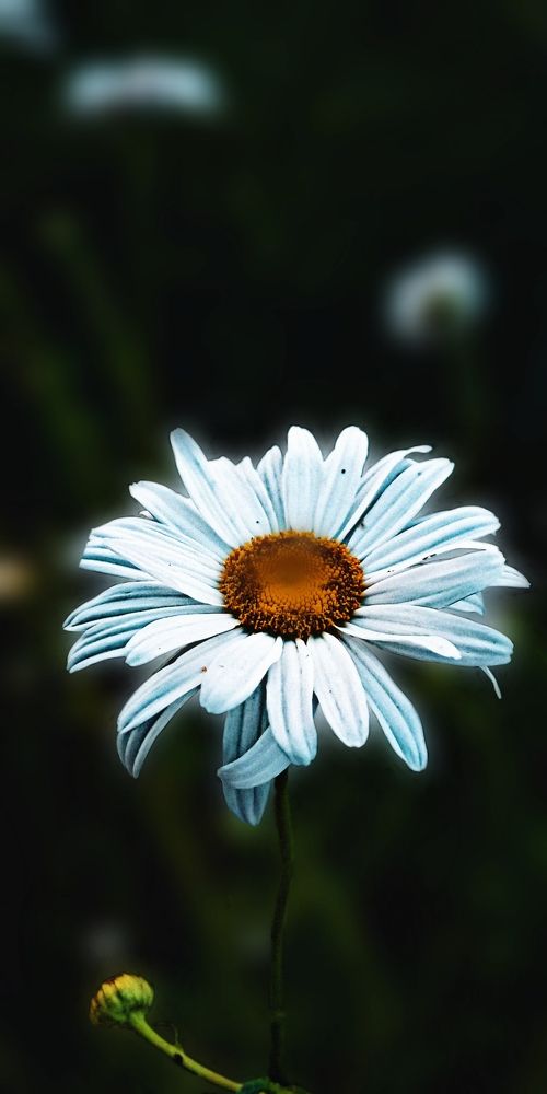 Photograph by Елена (Мори) Кузнецова