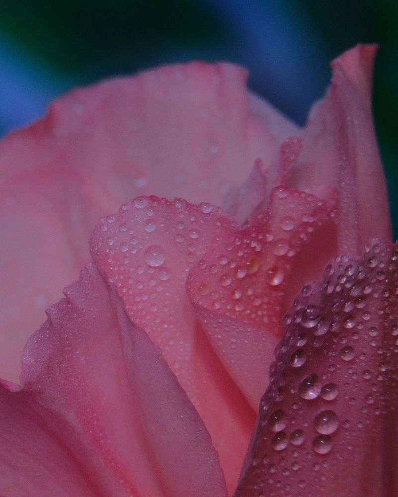 Photograph by Amin Ghaffarian