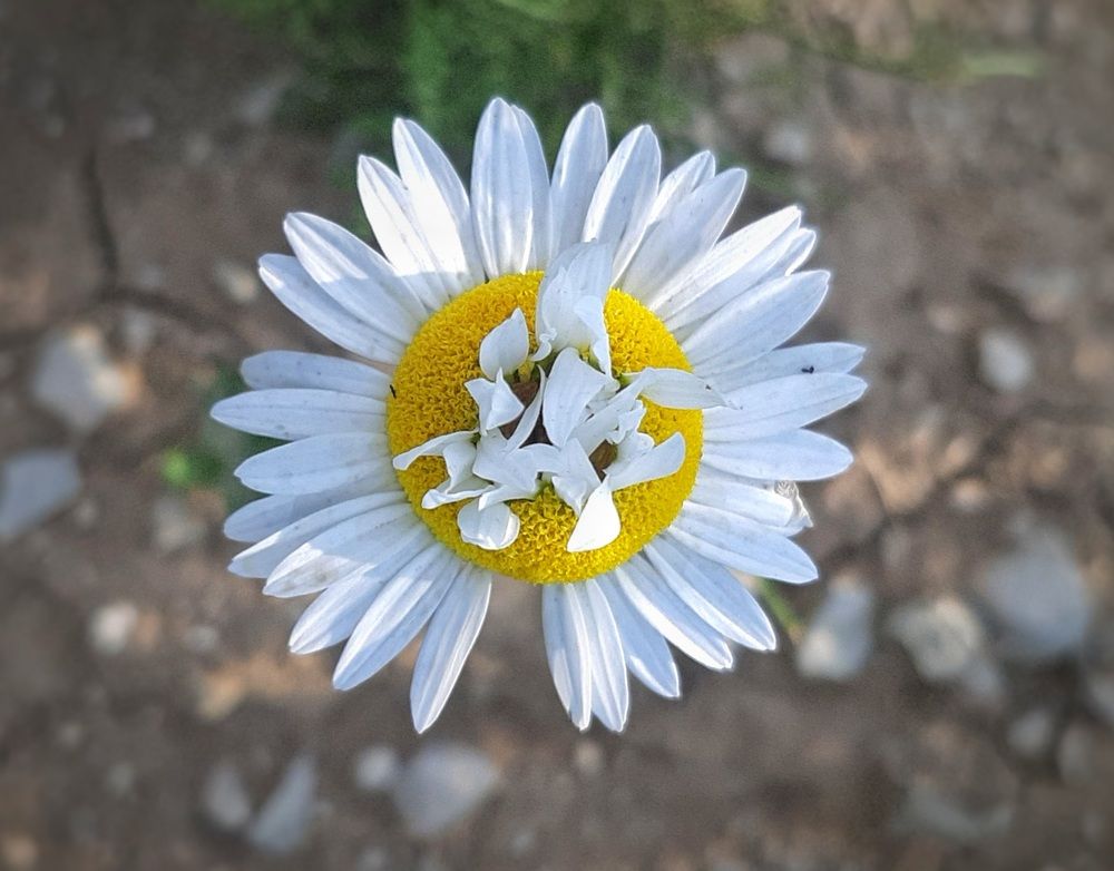 Photograph by bahoz Welat