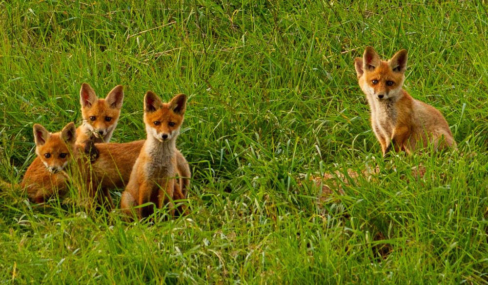 Фотография автора Алексей Тимофеев