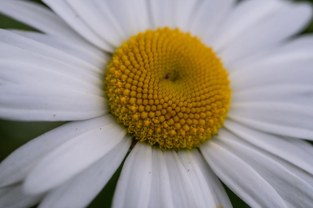 Photograph by Юлия Паршакова