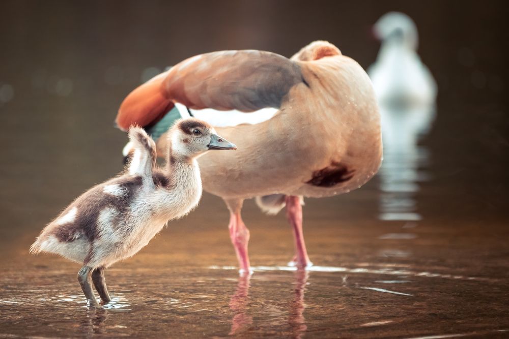 Photograph by Bruno Ribeiro