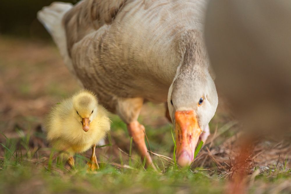 Photograph by Bruno Ribeiro