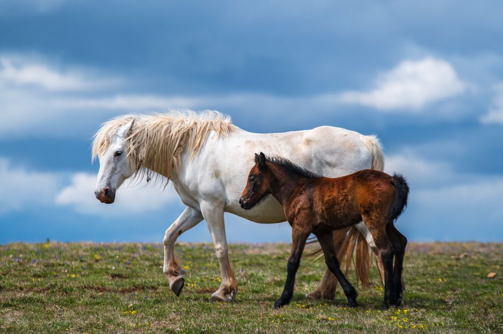 Photograph by Jasmin Džebo