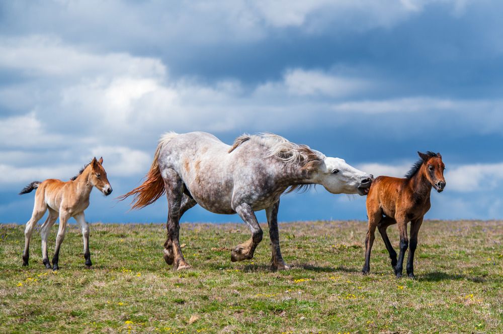 Wild horses Livno