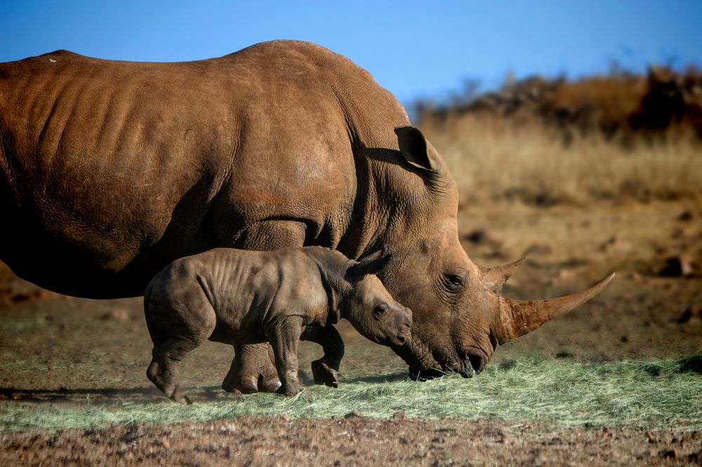 Photograph by Midge Engelbrecht