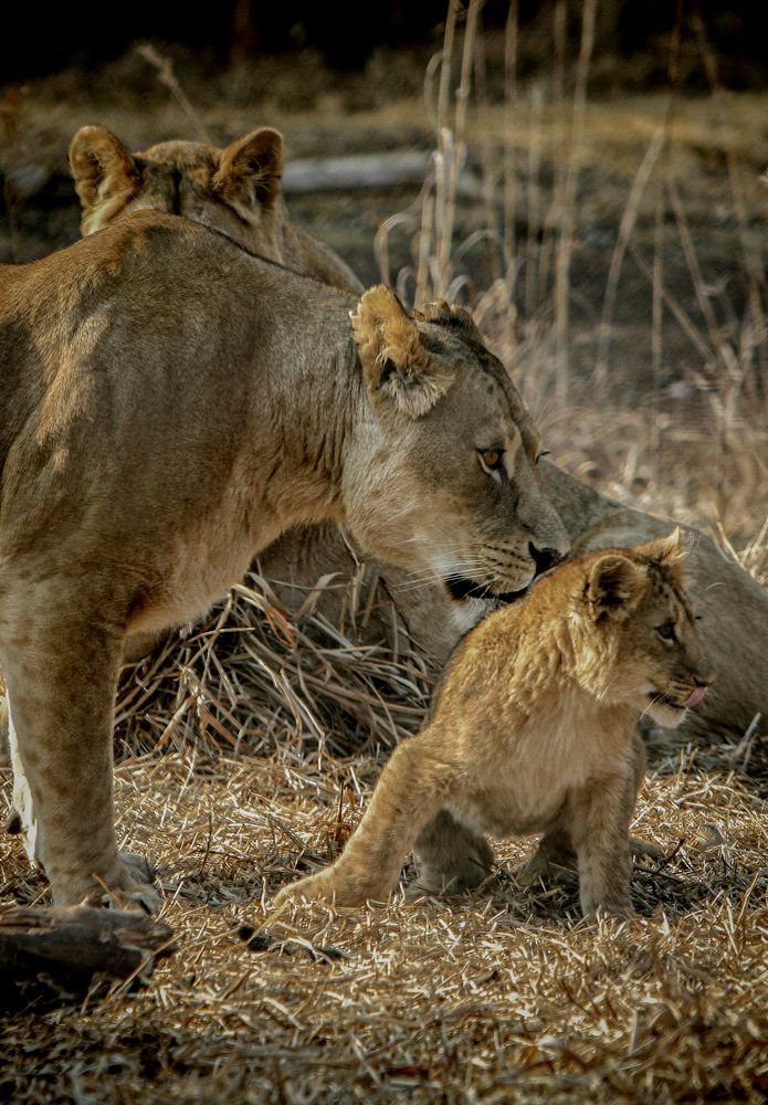 Photograph by Midge Engelbrecht