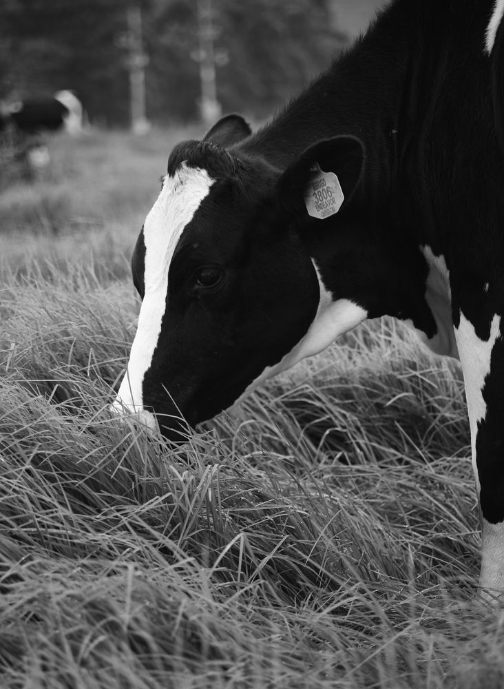 Photograph by Luis Manuel Jiménez Tabares