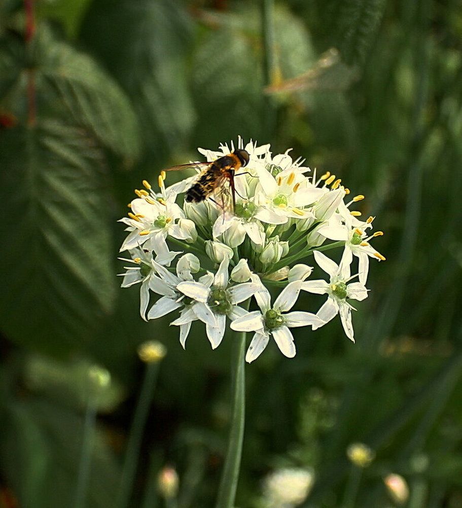 Фотография автора АЛЕКСАНДР ЦЫГЕЛЬНЮК