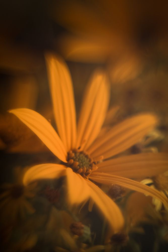 Photograph by Elena Kilina