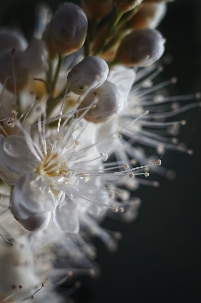 Photograph by Наталья Шленкина