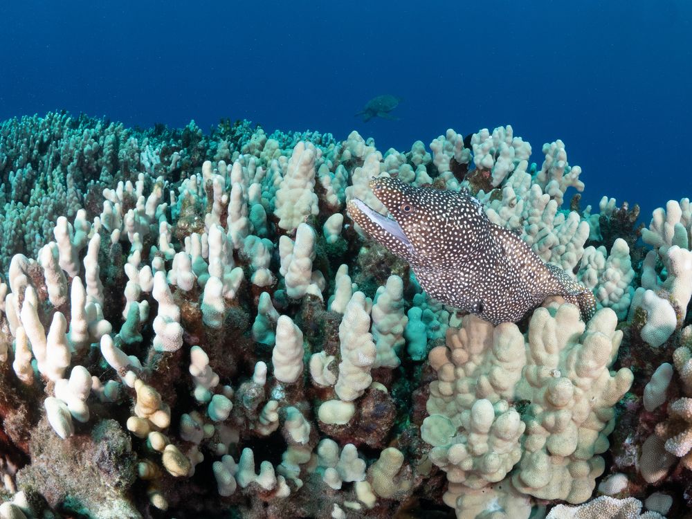 Photograph by Shuo-Wei Chang