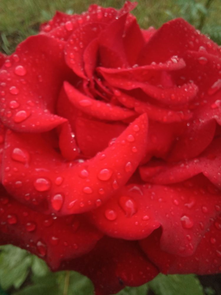 Photograph by Светлана Крон