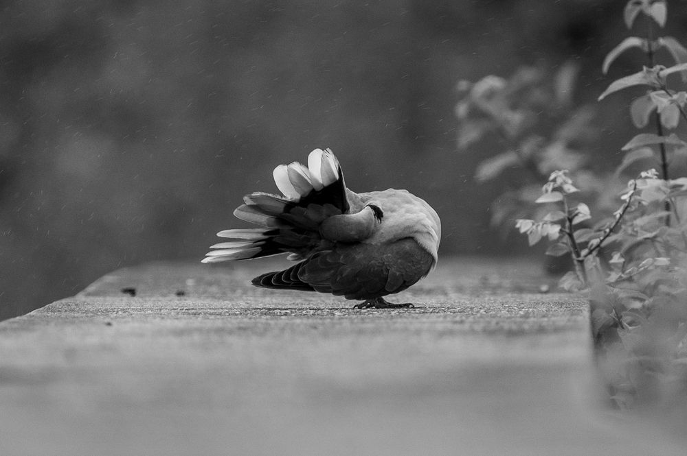 Eurasian-collared Dove In The Rain.