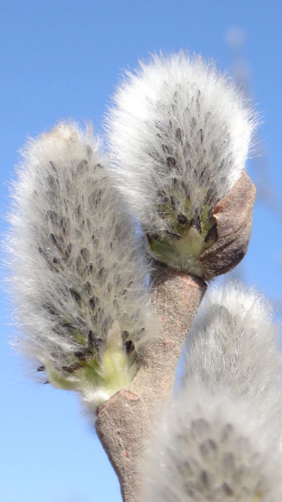 Photograph by Елена Силантьева