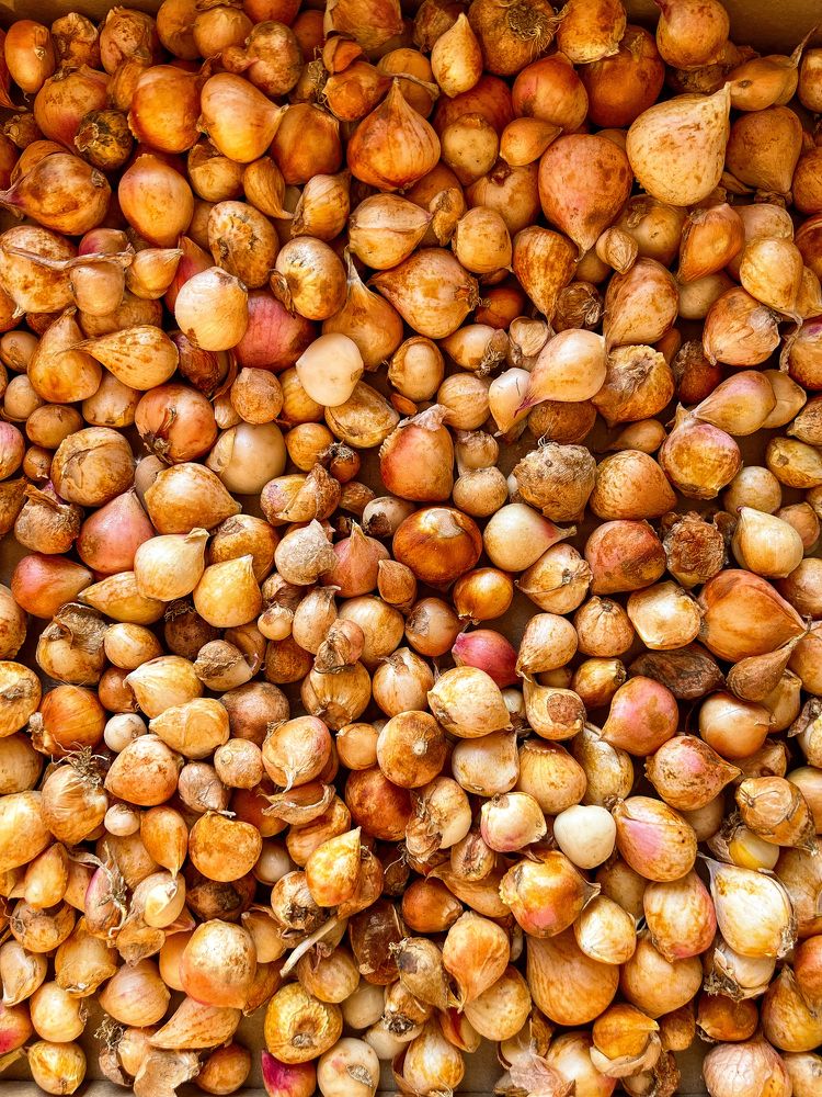 Photograph by Елена Сиушова