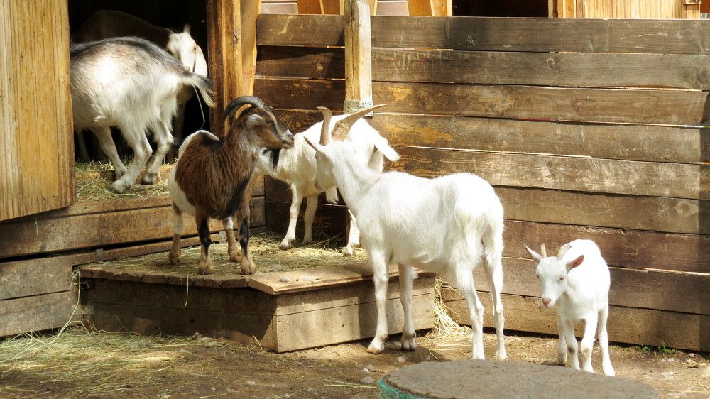 Photograph by Елена Казарина