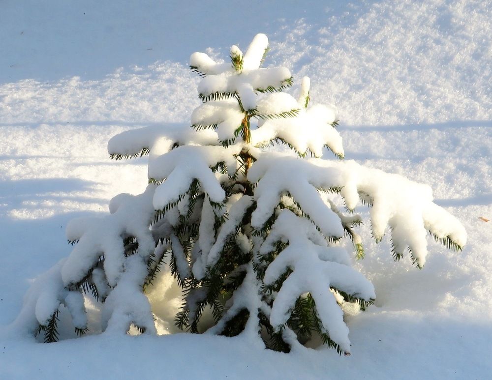 Малышка под снегом