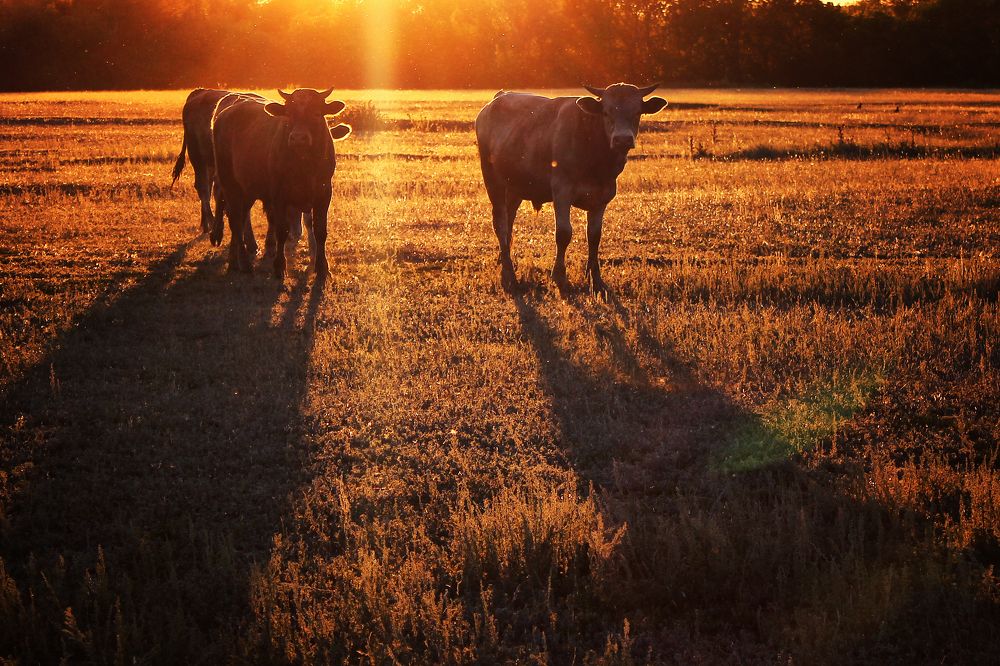 Photograph by Vitaliy Saposhnikov