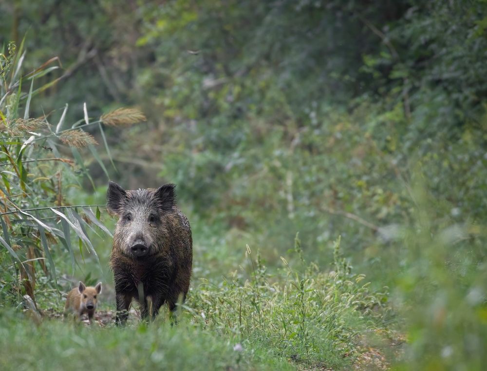 Фотография автора Sebastian Popa