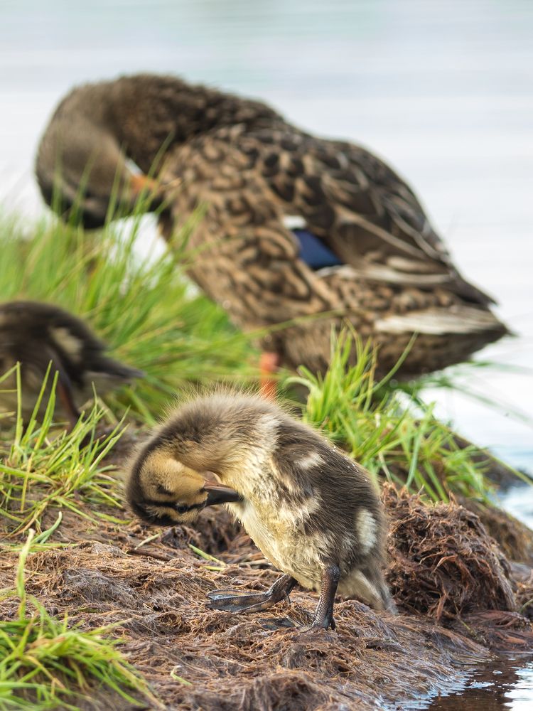 Photograph by Nikolai Mordan