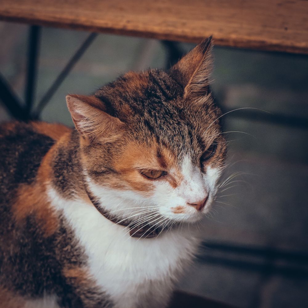 Photograph by Anton Krol