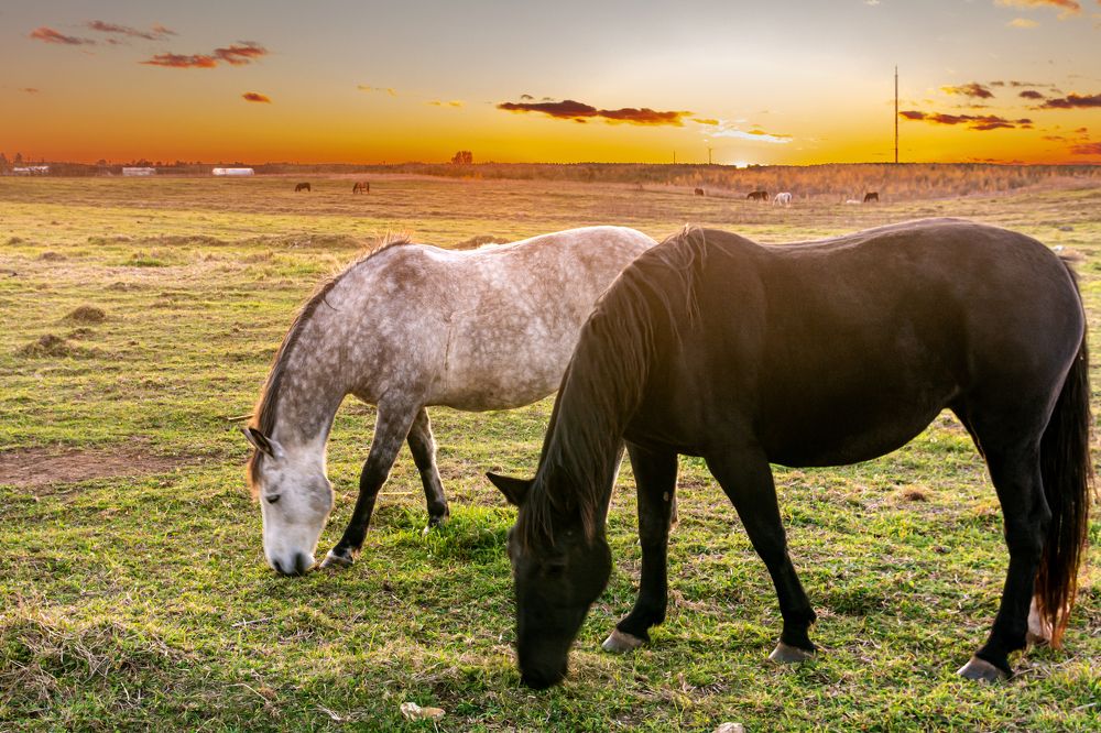 Кони на закате