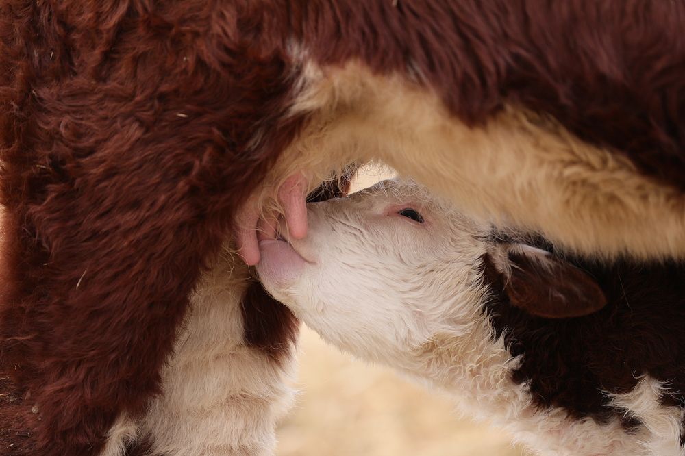 Photograph by Вольнов Артём