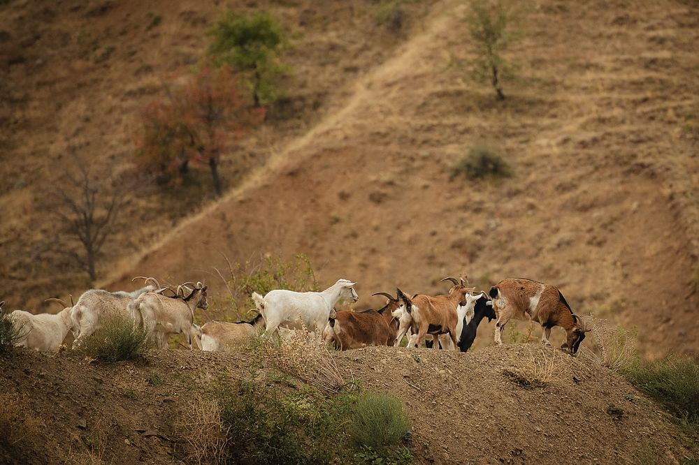 Photograph by Uliya Krakos